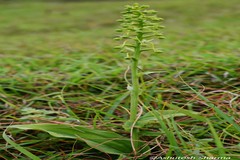 Platanthera edgeworthii